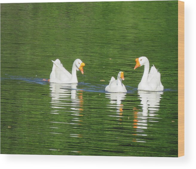 White Chinese Geese Wood Print featuring the photograph White Chinese Geese by Keith Stokes