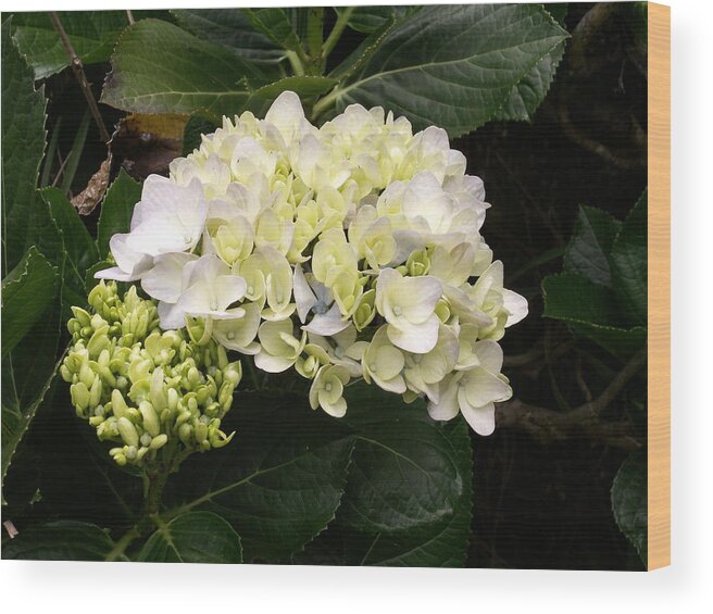 Flower Wood Print featuring the photograph White Hydrangeas by Amy Fose