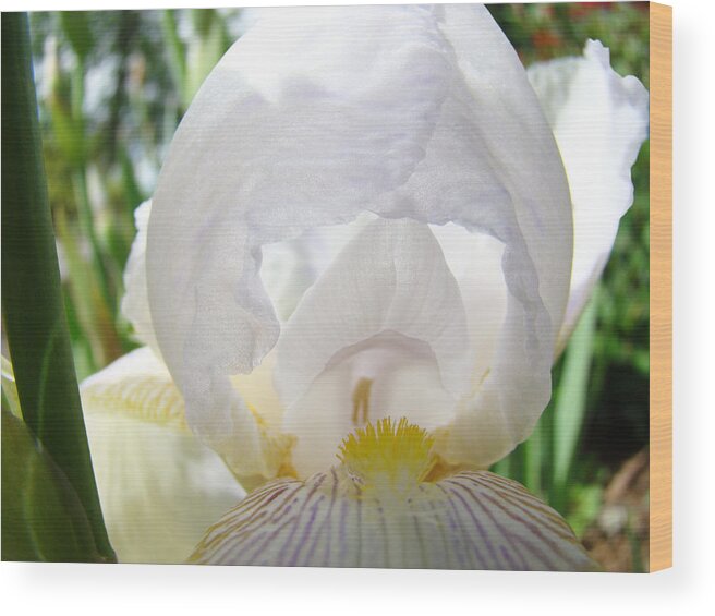 Iris Wood Print featuring the photograph WHITE IRIS FLOWER Art Print Sunlit Irises Baslee Troutman by Patti Baslee