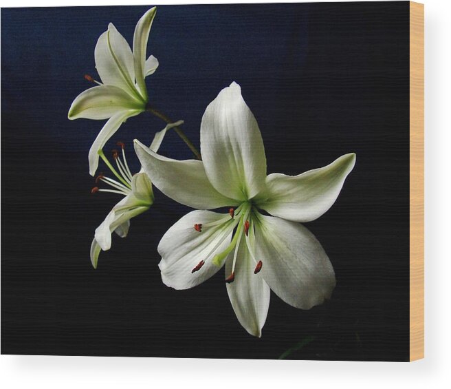 White Lilies Wood Print featuring the photograph White Lilies on Blue by Sandy Keeton