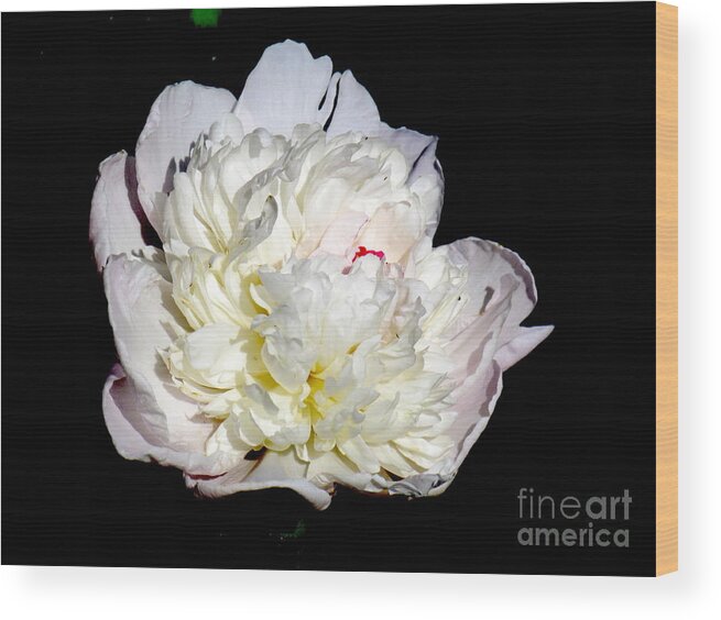 Photograph Wood Print featuring the photograph White Peony II by Delynn Addams