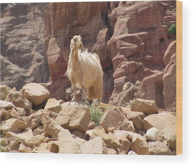 Tree Life Wood Print featuring the photograph White Petra Goat by Donna L Munro