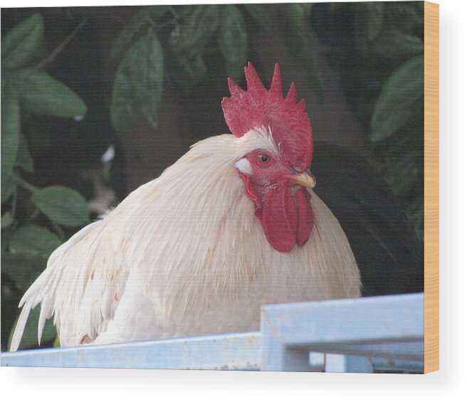 Rooster Wood Print featuring the photograph White Rooster by HollyWood Creation By linda zanini