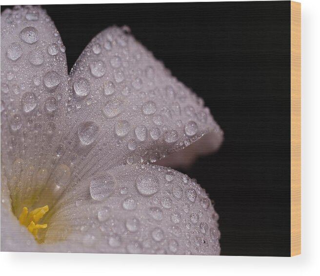Sorrel Wood Print featuring the photograph White Wood Sorrel by Brad Boland