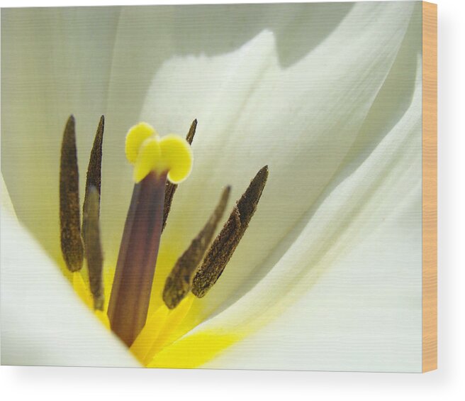 Tulip Wood Print featuring the photograph White Yellow Tulip Flower Fine Art Prints by Patti Baslee