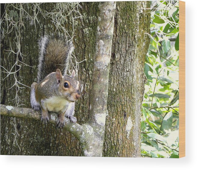 Squirrel Wood Print featuring the photograph Who Goes There by Terri Mills