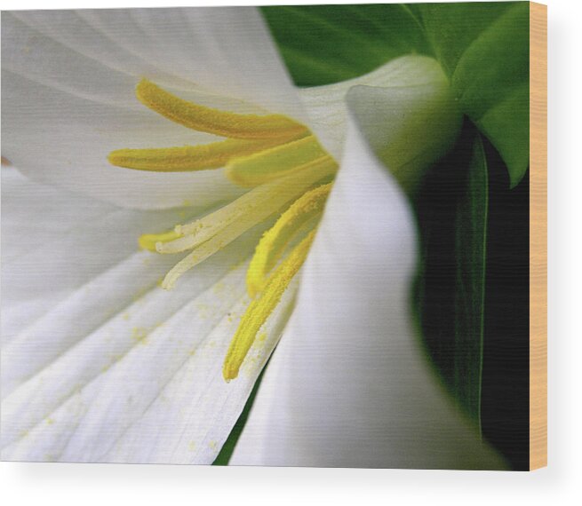 Trillium Grandiflorum Wood Print featuring the photograph Wild Woodland Beauty by Angie Rea