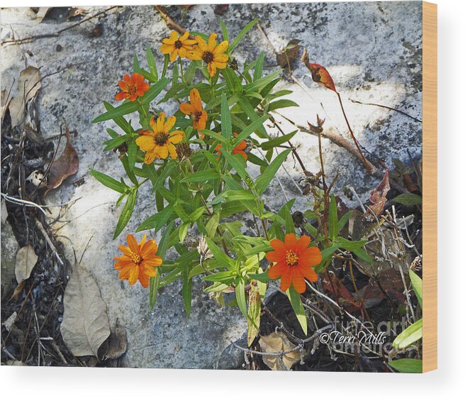 Wildflowers Wood Print featuring the photograph Wildflowers by Terri Mills