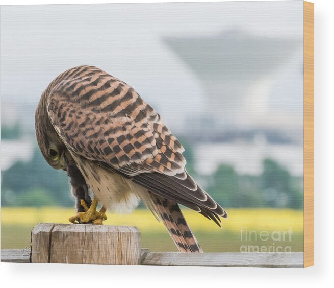 Wildlife In The City Wood Print featuring the photograph Wildlife in the City by Torbjorn Swenelius