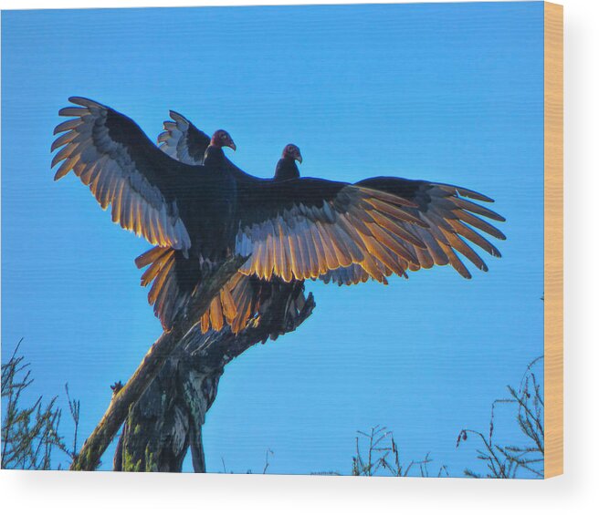 Orcinusfotograffy Wood Print featuring the photograph Wings Of Gold by Kimo Fernandez