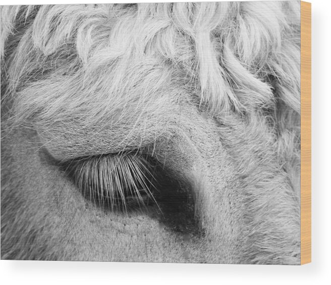 Equine Wood Print featuring the photograph Winking At Ya' by Jan Gelders