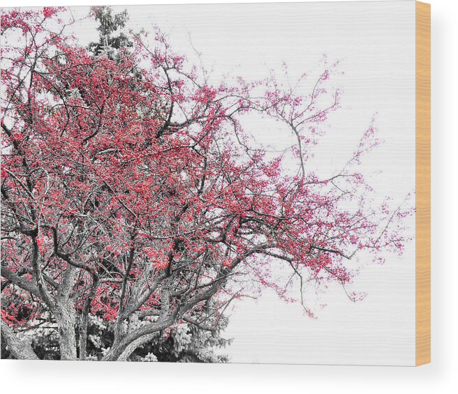 Black Wood Print featuring the photograph Winter Berries by Scott Hovind