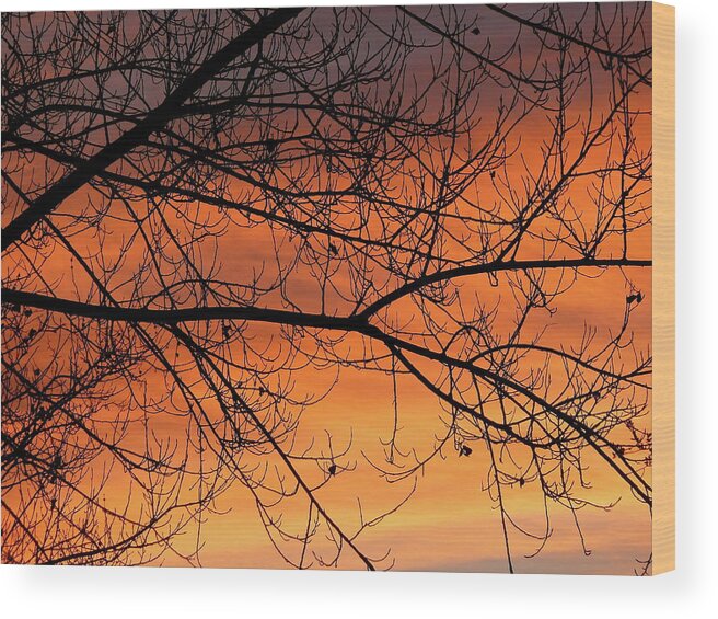 Tree Wood Print featuring the photograph Winter Morning by Diana Hatcher