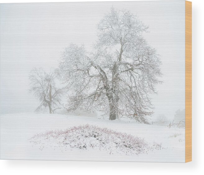 Black Oak Wood Print featuring the photograph Winter Oaks by Alexander Kunz