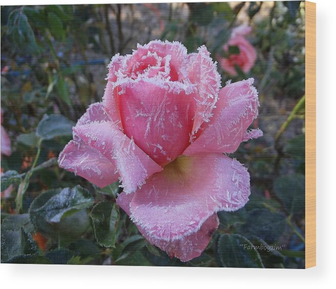 Winter Wood Print featuring the photograph Winter Rose by Harold Zimmer