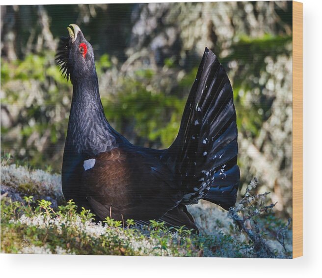 Heather Cock In The Mornign Sun Wood Print featuring the photograph Wood Grouse Cock by Torbjorn Swenelius