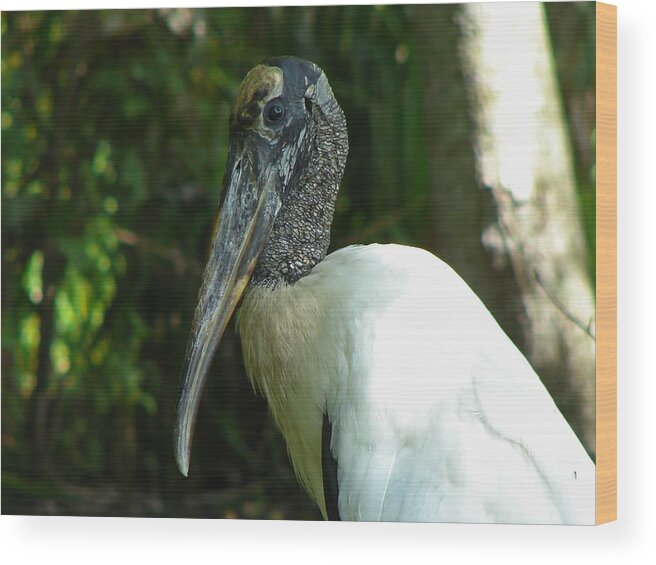 Bird Wood Print featuring the photograph Wood Stork portrait by Carl Moore