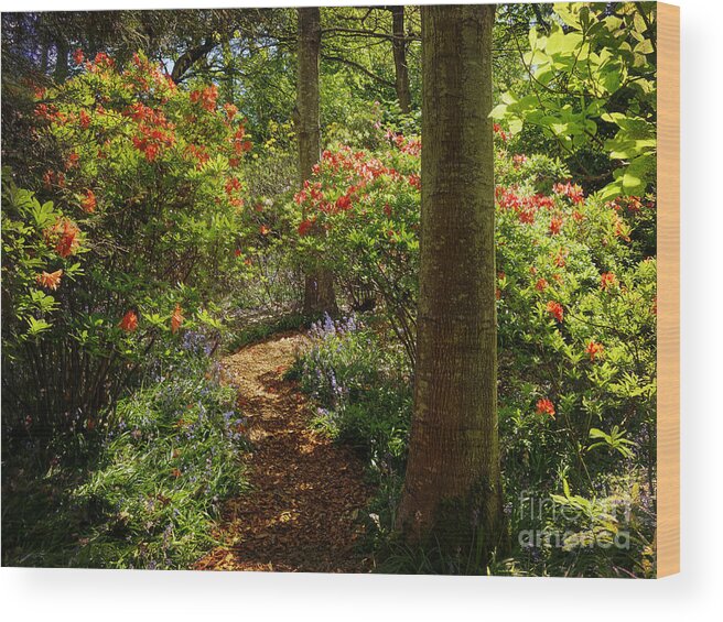 Rhododendrons Wood Print featuring the photograph Woodland Path with Rhododendrons by Maria Janicki