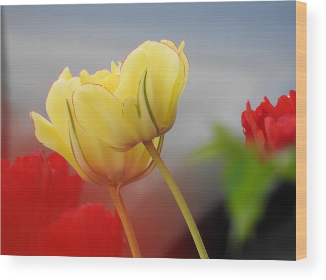 Tulips Wood Print featuring the photograph Yellow Pair by Betty-Anne McDonald