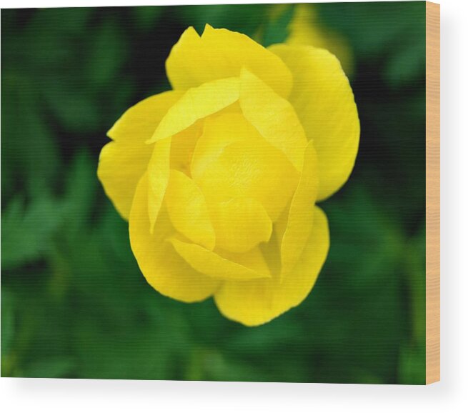 Flower Wood Print featuring the photograph Yellow Petals by Marilynne Bull