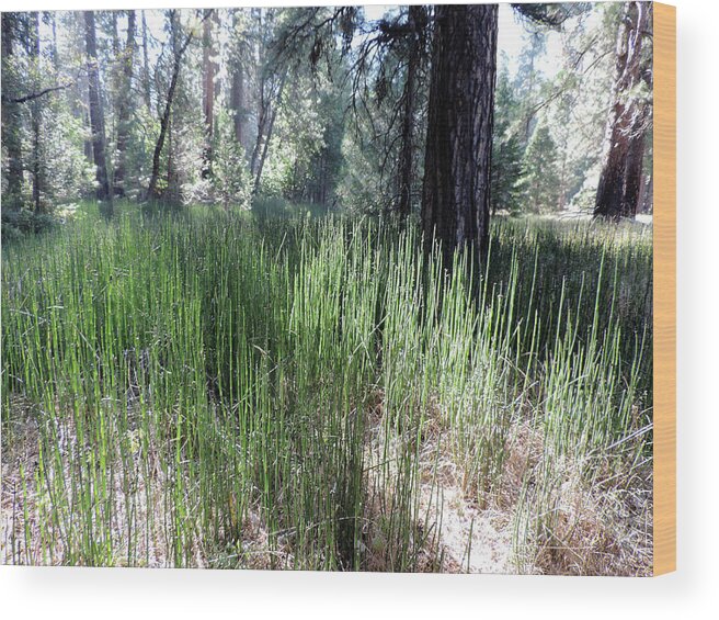 Yosemite Wood Print featuring the photograph Yosemite 5 by Eric Forster