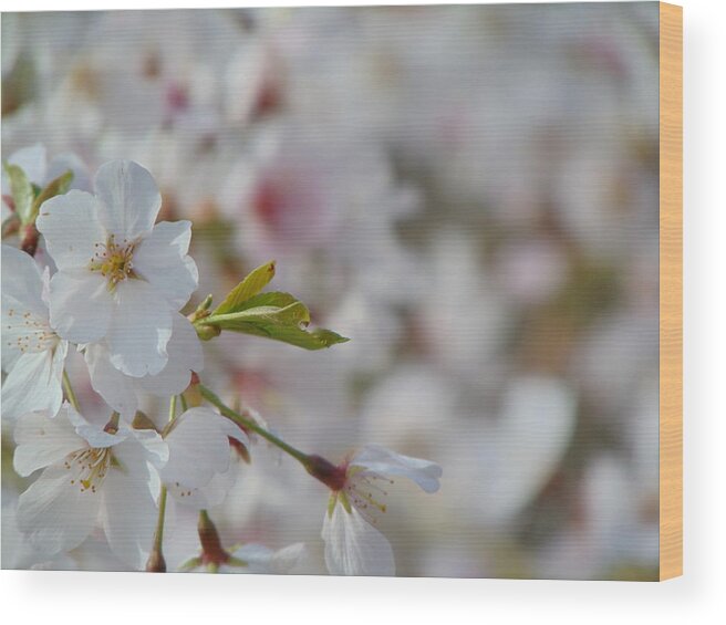 Landscape Wood Print featuring the photograph Yoshino Blooms by Richie Parks