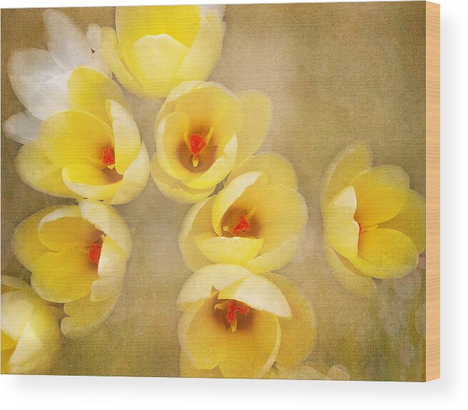 Crocus Wood Print featuring the photograph You Light Up My Life by Kathi Mirto