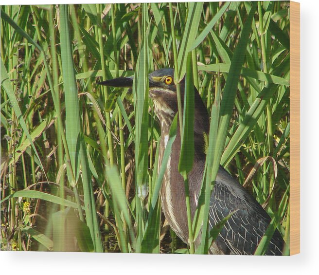 Birds Wood Print featuring the photograph Young Heron by Carl Moore