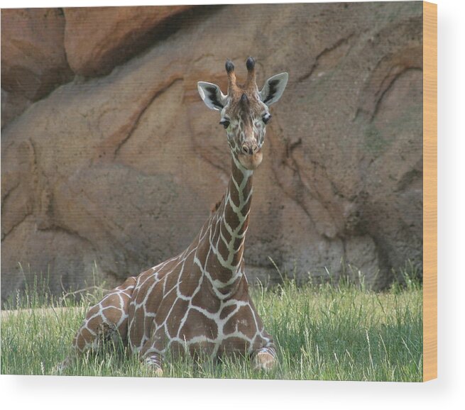 Nashville Zoo Wood Print featuring the photograph Young Masai Giraffe by Valerie Collins