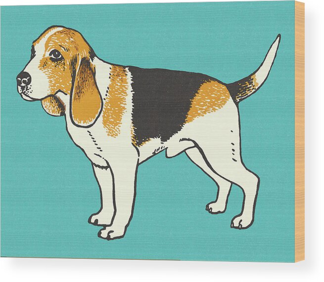 Animal Wood Print featuring the drawing Beagle #1 by CSA Images
