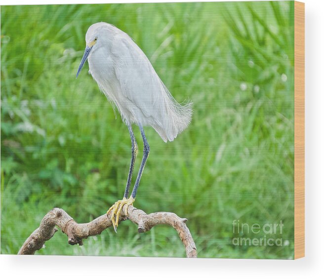 Birds Wood Print featuring the photograph Egret in the WIld #1 by Judy Kay