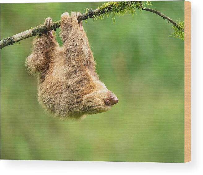 Hoffmann's Two-toed Sloth Wood Print featuring the photograph Hoffmann\'s Two-toed Sloth #1 by Milan Zygmunt