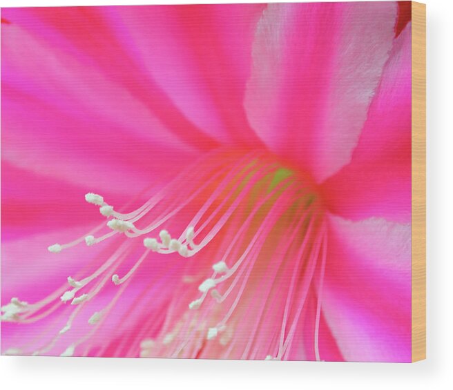 Close-up Wood Print featuring the photograph Orchid Cactus, Blossom Detail #1 by Arco Images / Ritter Margit