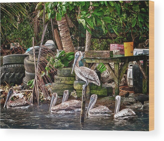 Belize Wood Print featuring the photograph Pelicans #1 by Jessica Levant