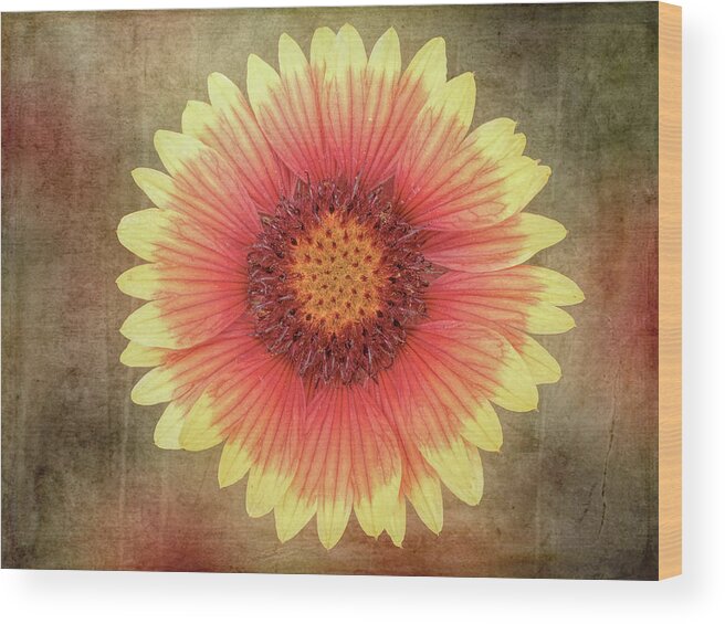 Single Indian Blanket Flower Wood Print featuring the mixed media Single Indian Blanket Flower #1 by Leslie Montgomery