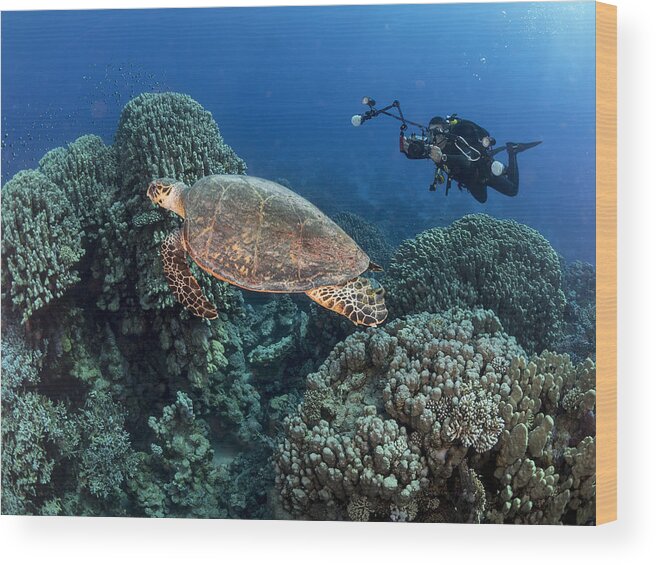 Underwater Wood Print featuring the photograph Turtle And A Photographer #1 by Ilan Ben Tov