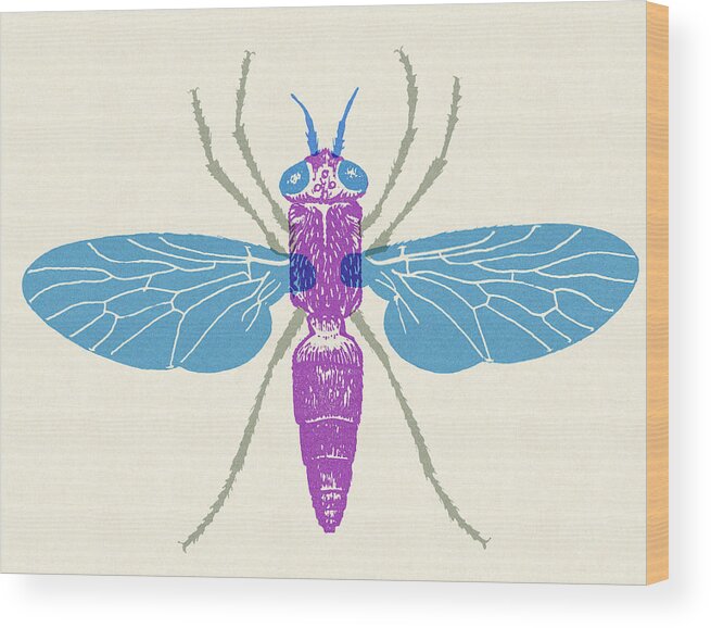 Animal Wood Print featuring the drawing Insect #15 by CSA Images