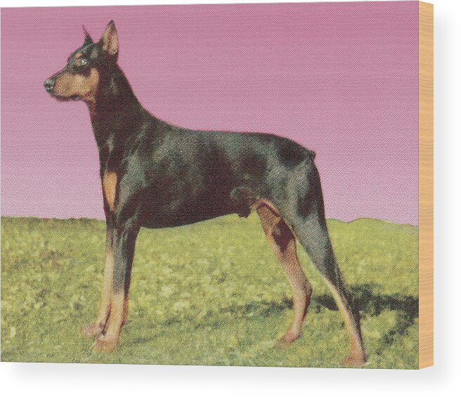 Animal Wood Print featuring the drawing Doberman Pinscher #2 by CSA Images