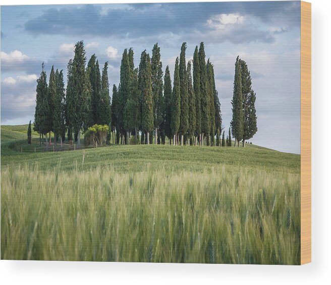 Agriculture Wood Print featuring the photograph Group of cypress trees at dusk In Tuscan landscape #2 by Tosca Weijers