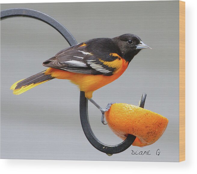  Male Baltimore Oriole Wood Print featuring the photograph Male Baltimore Oriole #2 by Diane Giurco