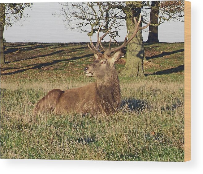Knutsford Wood Print featuring the photograph 28/11/18 TATTON PARK. Stag in The Park. by Lachlan Main
