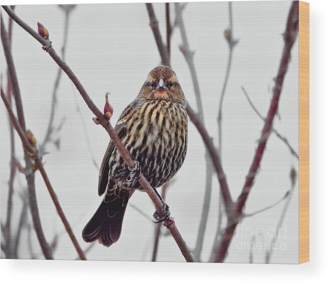 Song Sparrow Wood Print featuring the photograph I See You #3 by Scott Cameron