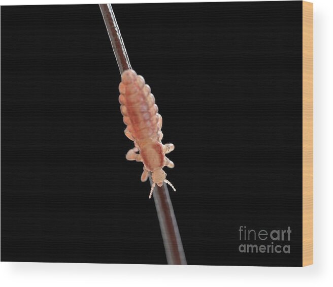 Insect Wood Print featuring the photograph Head Louse #70 by Sebastian Kaulitzki/science Photo Library