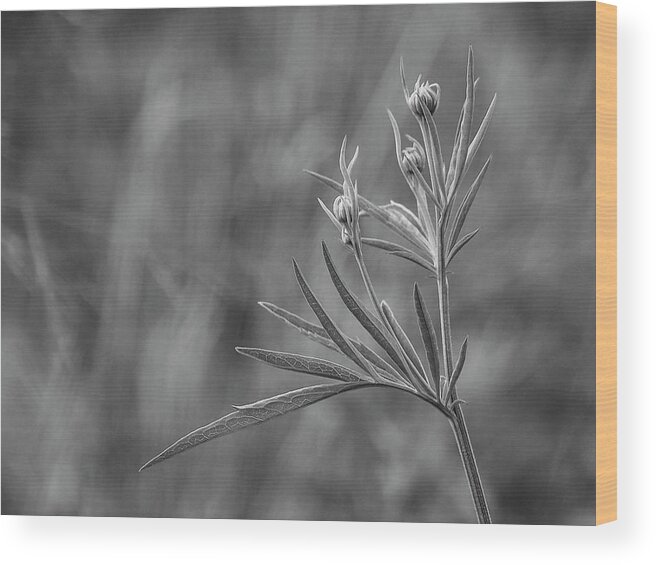 Flower Wood Print featuring the photograph So it Begins by Kristine Hinrichs
