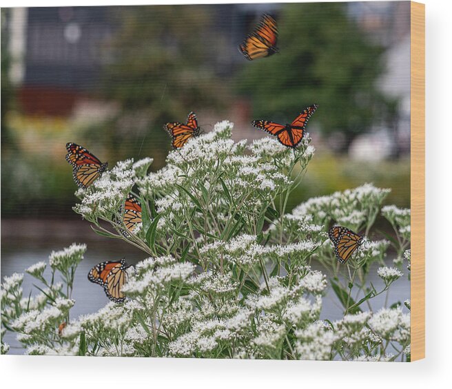 Butterfly Wood Print featuring the photograph Just Amazing by Kristine Hinrichs