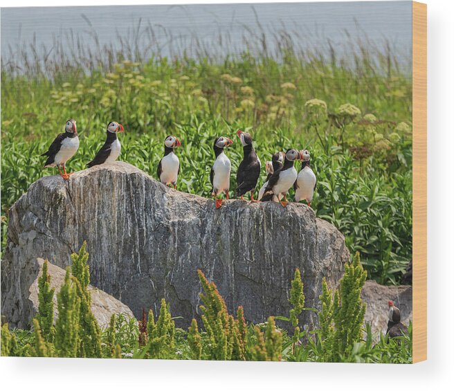 Puffins Wood Print featuring the photograph A Gathering of Puffins by Scene by Dewey