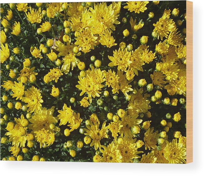Bright Yellow Chrysanthemums Wood Print featuring the photograph A Multitude of Yellow Mums by Mike McBrayer