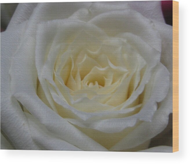 Flower Wood Print featuring the photograph A Rose for the Mothers by Lin Grosvenor