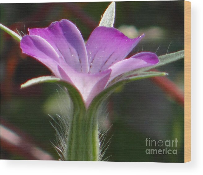 Flower Wood Print featuring the photograph A study in lilac by Karin Ravasio