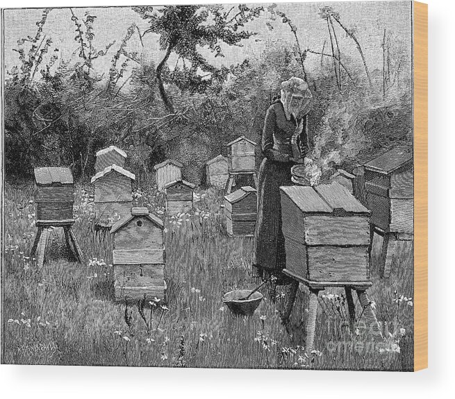 Lismore Wood Print featuring the drawing Apiary Of Wooden Hives, Lismore by Print Collector